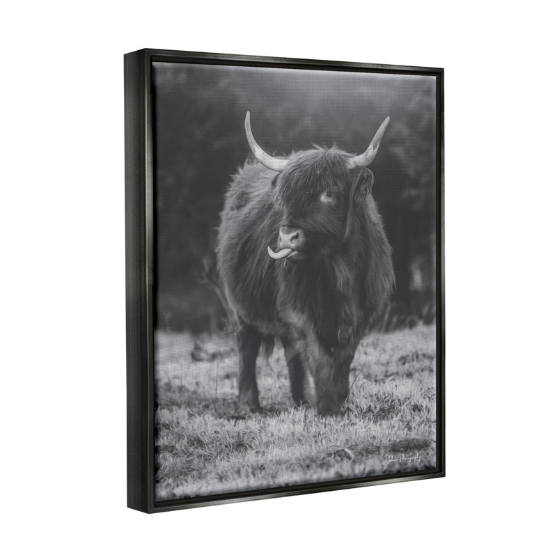 Vache Highland monochrome - photographie, H 31 po x l 25 po x P 1,7 po, Cadre flottant noir de jais