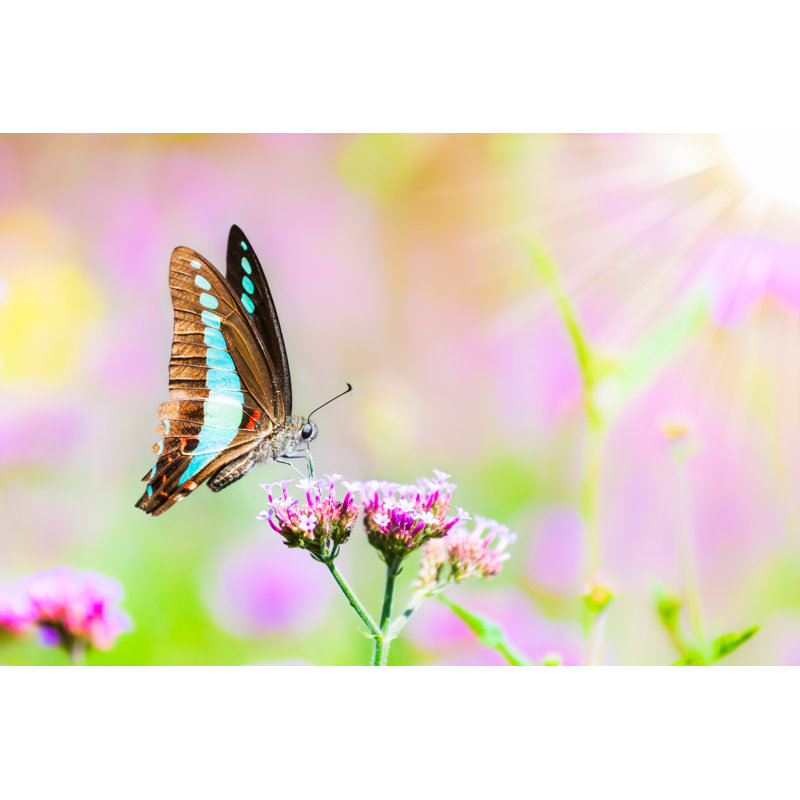 Dodgson Closeup Butterfly - Wrapped Canvas Print, 30cm H x 46cm W x 3.8cm D