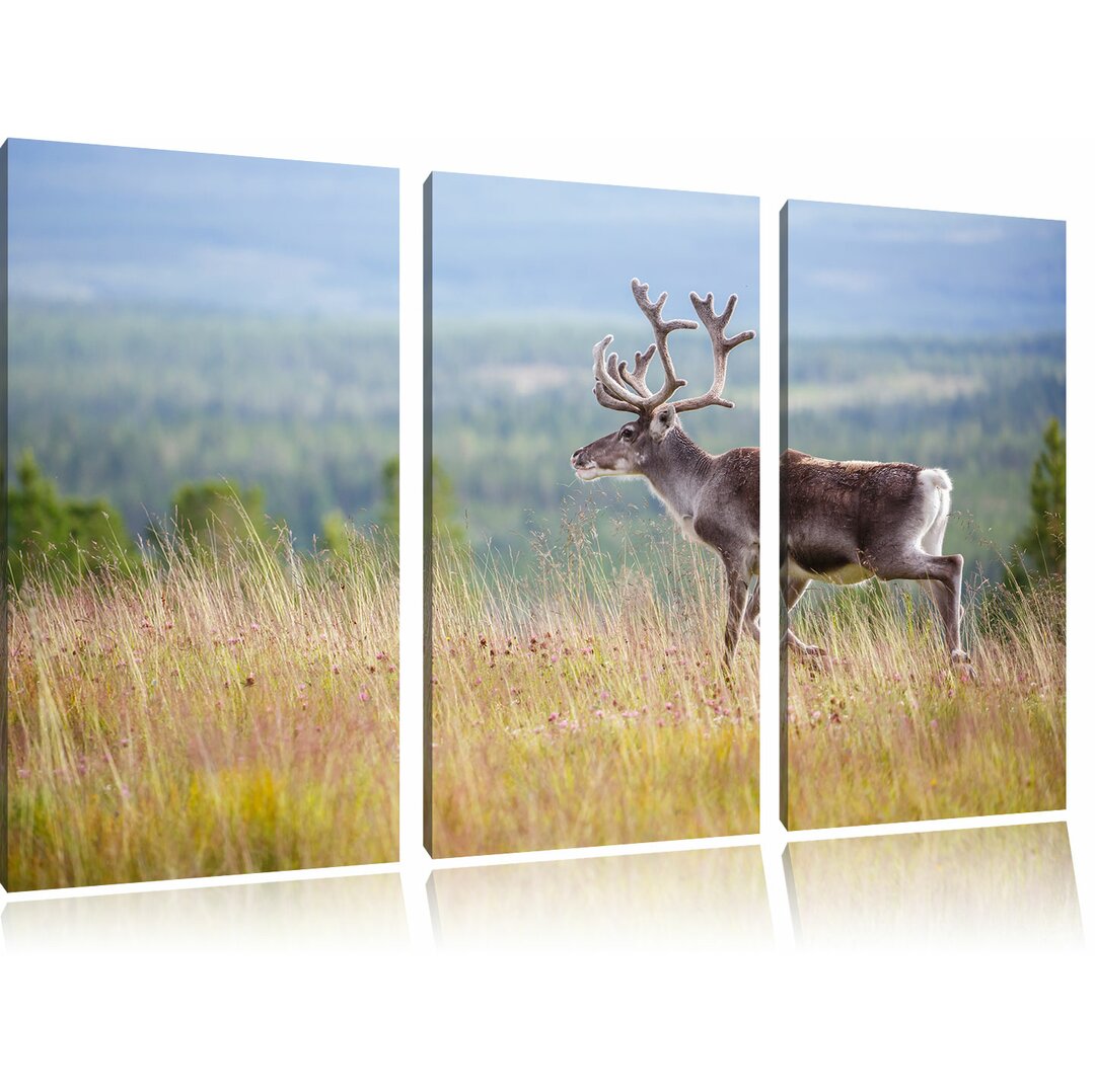 3-tlg. Leinwandbild-Set „Rentier in Norwegen“, Fotodruck