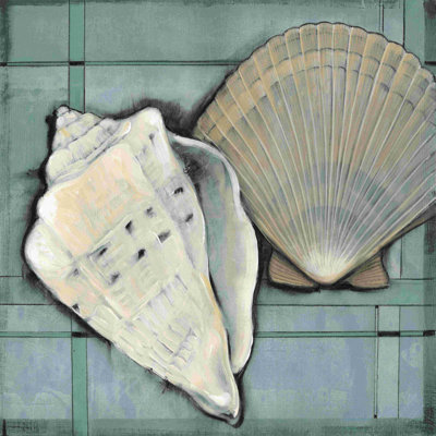 Croquis de coquillage II