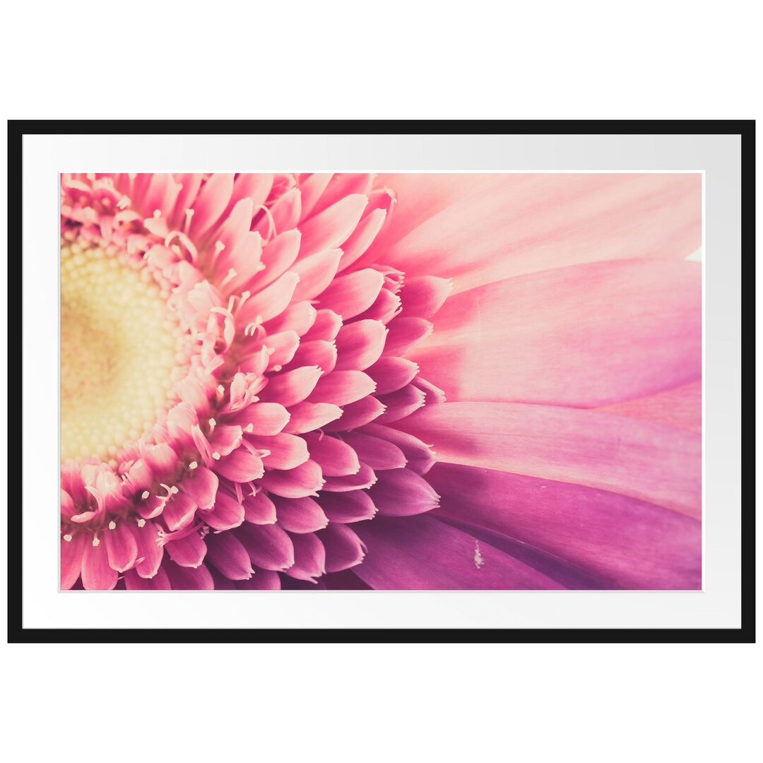 Gerahmtes Poster Wunderschöne Gerbera Blüte