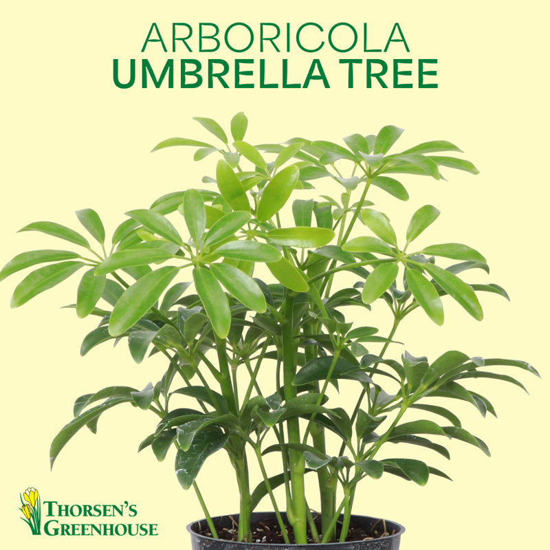 Live Arboricola Plant