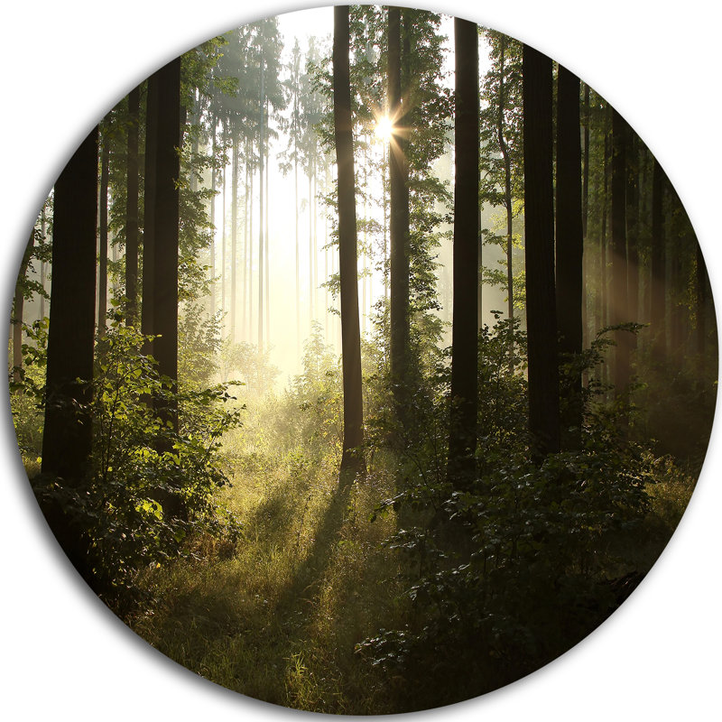 «Early Morning Sun in Misty Forest», reproduction de photo sur métal, H 38 po x l 38 po x P 1 po