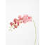 Fiori Orchid Arrangement