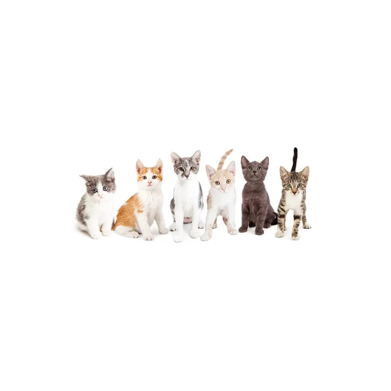 Row Of Cute Kittens Together by Susan Schmitz - Wrapped Canvas Panoramic Gallery-Wrapped Canvas Giclée