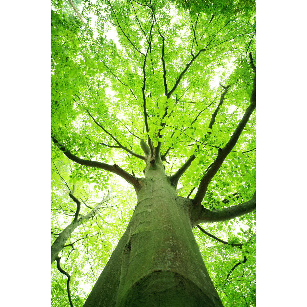 Green Tree Looking Up von Konradlew - Kunstdrucke auf Leinwand ohne Rahmen