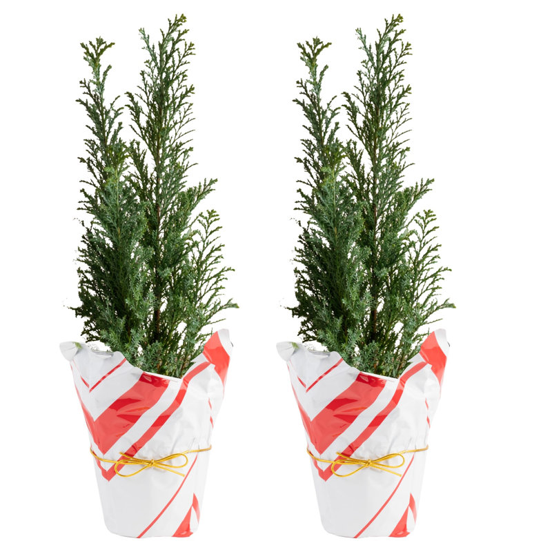 Norfolk Island Pine in Holiday Gift Wrap and Ornaments 1' Green Pine Fresh Cut Christmas Tree