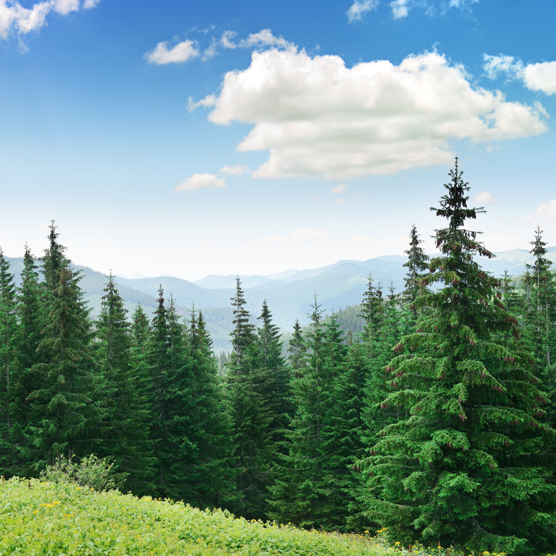 Beautiful Pine Trees - Photographie sur toile tendue, H 36 po x l 36 po x P 1,25 po