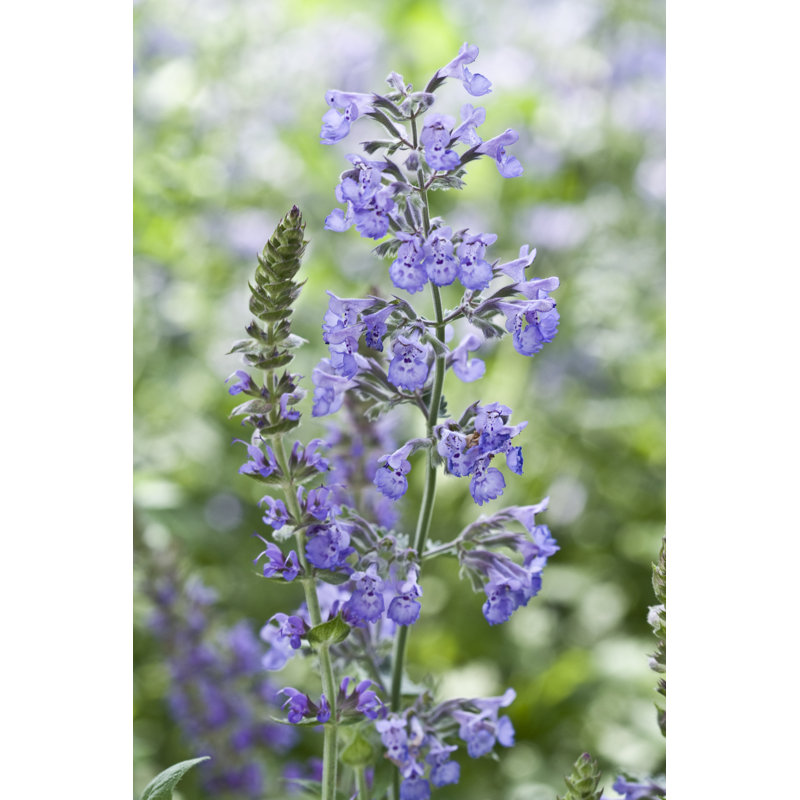 Catmint Series - Wrapped Canvas Print, 30cm H x 20cm W x 3.8cm D