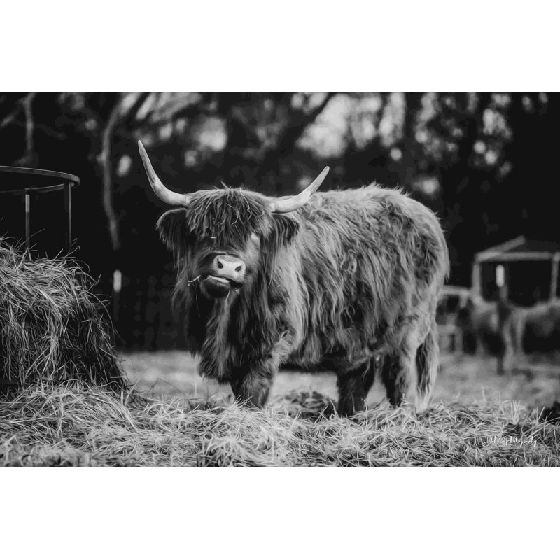 «Hungry Cow I» par Dakota Diener - impression sur toile tendue, Wrapped Canvas, Non, H 20 po x l 30 po