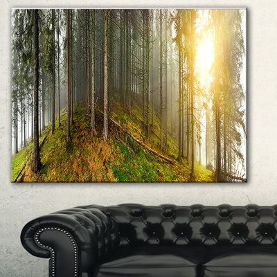 " Early Morning Sun In Forest "