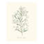 Herb Garden III Print by Sara Brown-26772978-26772982