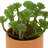 5.5 " H Faux Plant in Plastic Pot