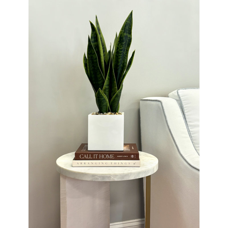 Classic Snake Plant in Fiberstone Pot