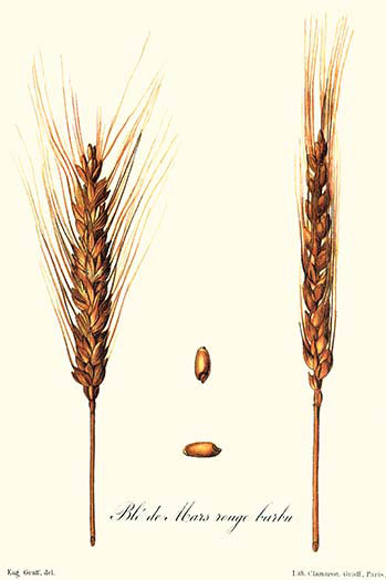 " Wheat ", 30" H x 20" W x 1.5" D