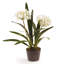 Conservatory Agapanthus Drop in Plant-759948059