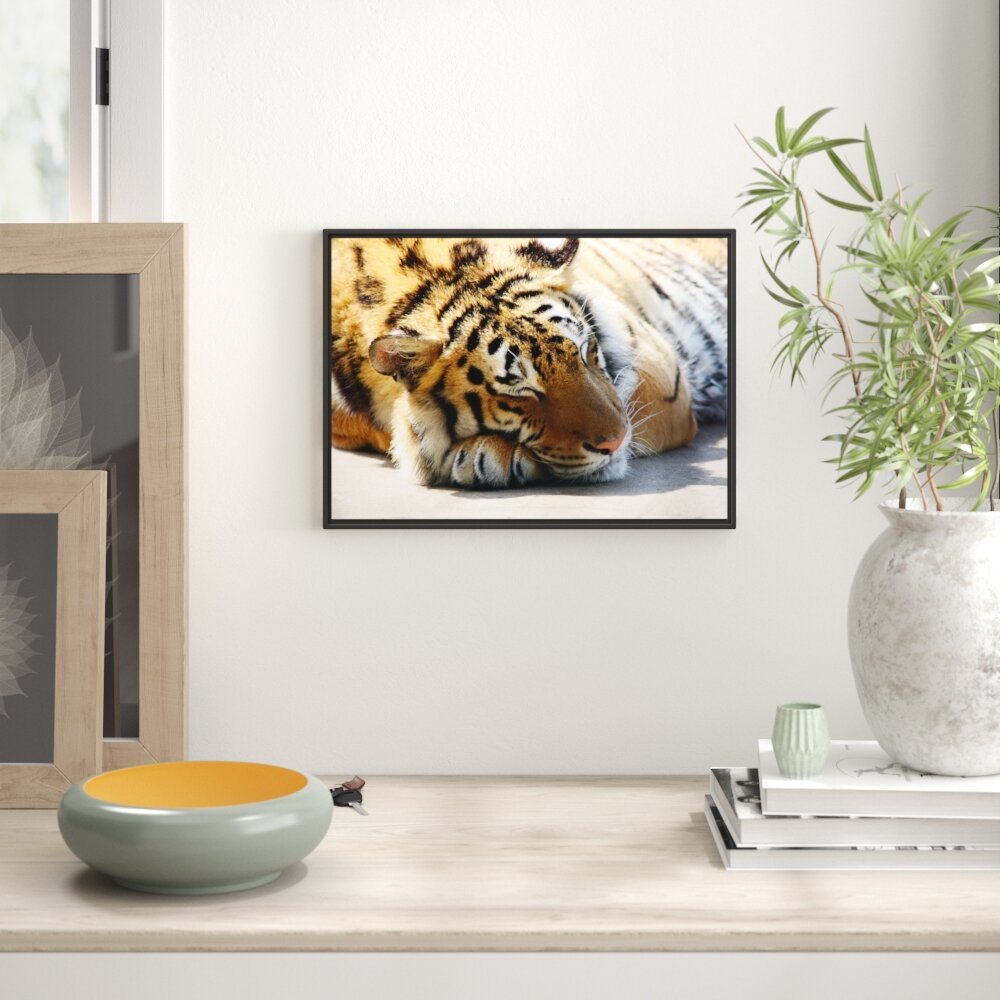 Gerahmtes Wandbild Verschlafener Tiger