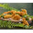 Nordic Ware Dinosaur Cakelet Pan