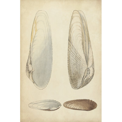 Marine Mollusk II - Wrapped Canvas Print