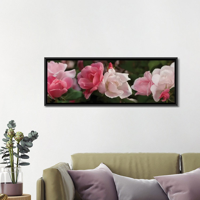 Gros plan de roses roses et blanches par Panoramic Images - Reproduction de giclée sur toile tendue avec châssis