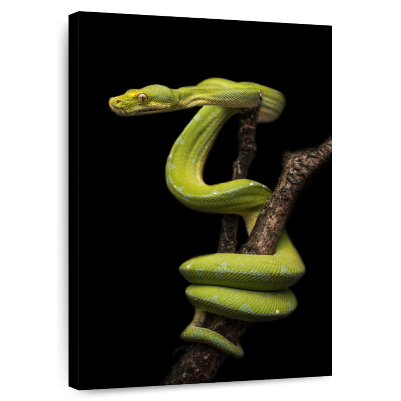 Brampt Python Wrapped Around A Branch, 36" H x 24" W