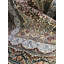 Oriental 100cm X 150cm Area Rug