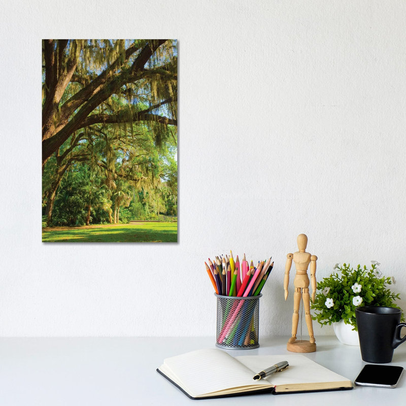 Usa, Florida. Tropical Garden with Palm Trees and Living Oak Covered in Spanish Moss 1 Piece Wrapped Canvas Wall Art