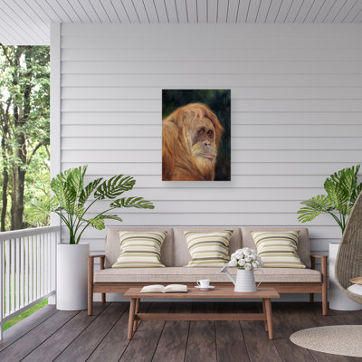 David Stribbling Orangutan Outdoor  Canvas