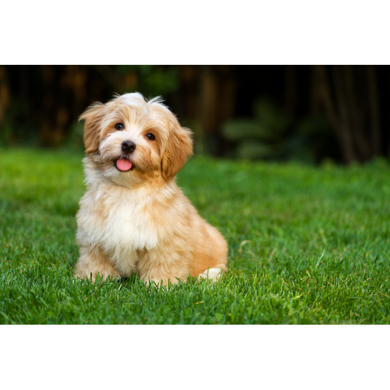 Happy Little Orange Havanese Puppy Is Sitting In The Grass by Dorottya_Mathe - Wrapped Canvas Print, 51cm H x 76cm W