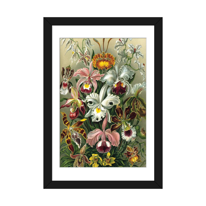 « haeckel orchidées », impression sur toile, H 24 po x l 16 po x P 1 po, Papier d'art encadré noir, Blanc