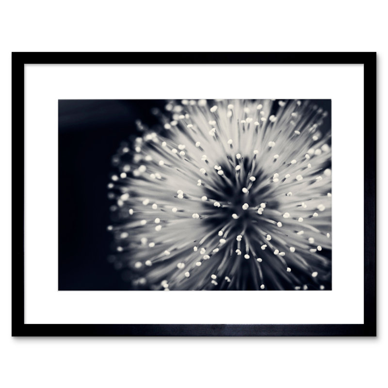 Photo Nature Plant Flower Black White Beautiful Home - Single Picture Frame Art Prints