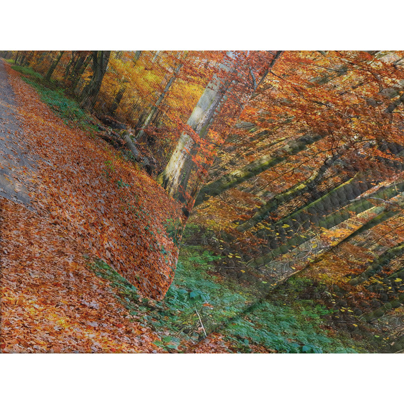 Ambesonne Fall Bedspread Set Vibrant Trees Pathway Orange Yellow Green, King Bedspread + 2 Standard Shams