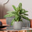 Leaf Embossed Hanging Cylinder Round Planter