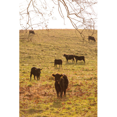 Fall Field II by Aledanda - Photograph Print
