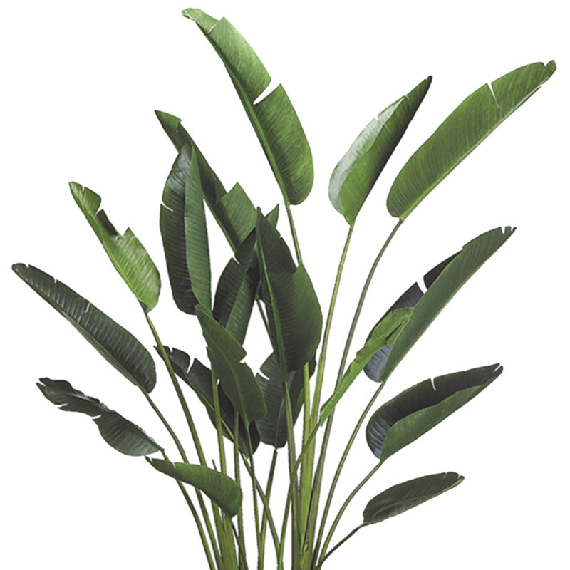 Bird of Paradise in Fiberstone Planter