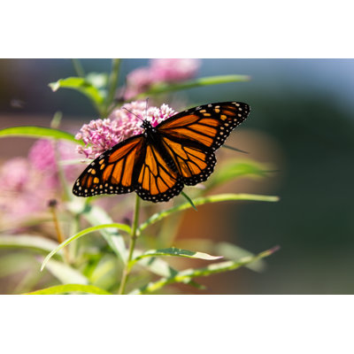 Monarch Butterfly by Jeff Stefan - Wrapped Canvas Photograph