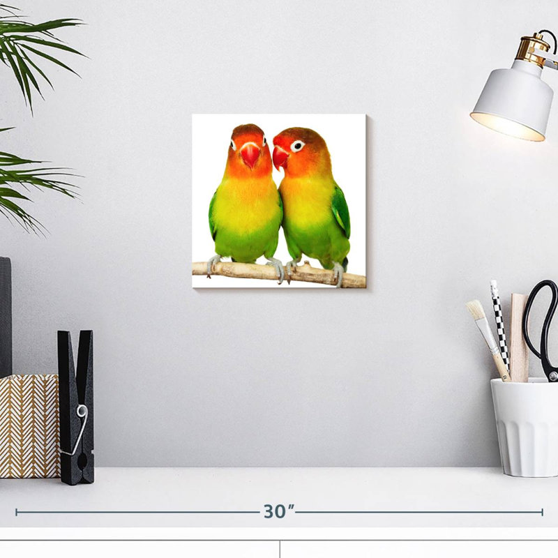 Crowle Lovebirds, H 10 po x l 10 po