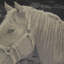 Mister Ed Square Pillow Cover & Insert-33066673