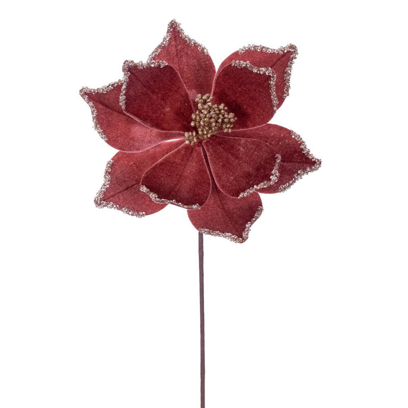 Tiges de poinsettias Cochrane, Or rose
