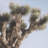 Joshua Tree 1 by THE Studio a Framed Art Print Matted under Glass