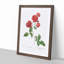 Red Cabbage Rose by Pierre-Joseph Redoute - Picture Frame Painting Print-55597902-55597901