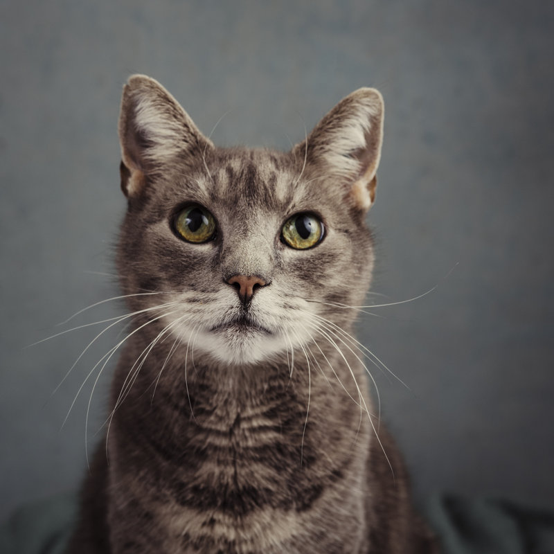 Joli chat gris en studio par Knape, H 12 po x l 12 po