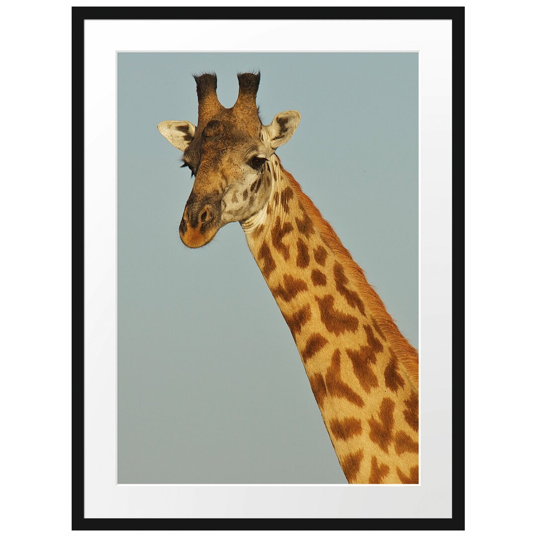 Majestätische Giraffe Gerahmte Fotokunstdrucke Poster