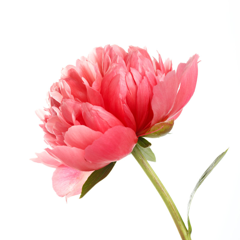 Orason Peonies Flower - Wrapped Canvas Print, 91cm H x 91cm W x 3.8cm D