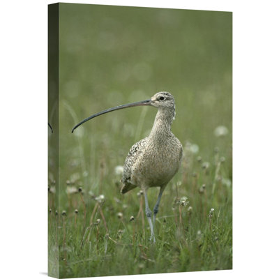 " Long-Billed Curlew Walking Through Field, Summer, Idaho "