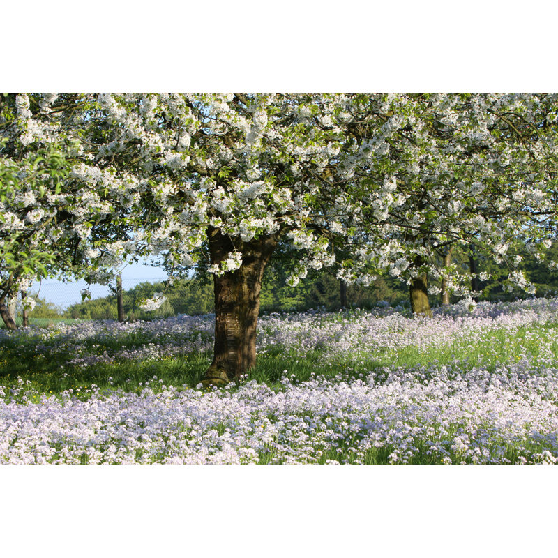 Spring Blossom - Photographie sur toile tendue, H 8 po x l 12 po