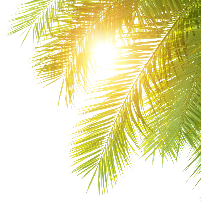 Green Palm Leaves Border by Ann Mei - Wrapped Canvas Print, 30cm H x 30cm W x 3.8cm D