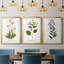 Nature Printed Botanicals V - reproduction sur mesure encadrée de qualité supérieure - 3 pièces-506778560-506778574