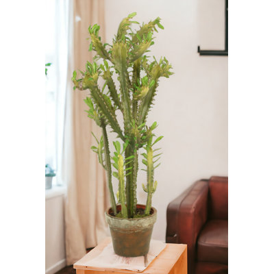 Succulent Tree in Aged Terra Cotta Pot