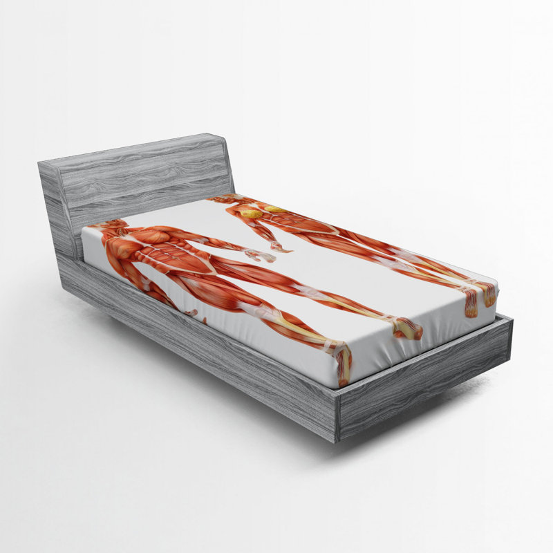 Drap-housse en anatomie humaine, Drap-housse de taille simple